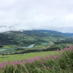 Purple flowers near a fjord in eastern Norway